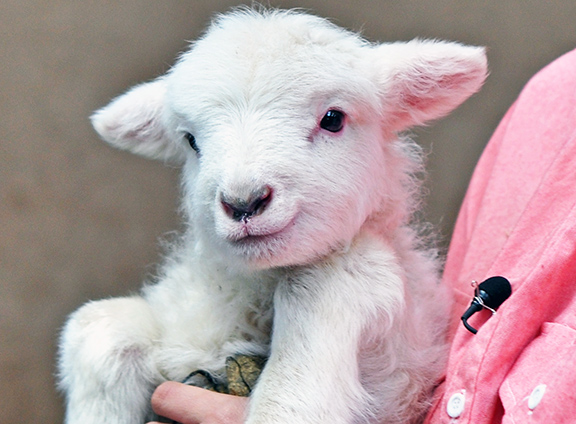 行楽なび 動物の赤ちゃん特集14年3月 2