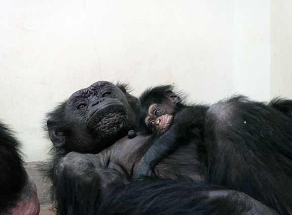 行楽なび 動物の赤ちゃん特集14年3月 3