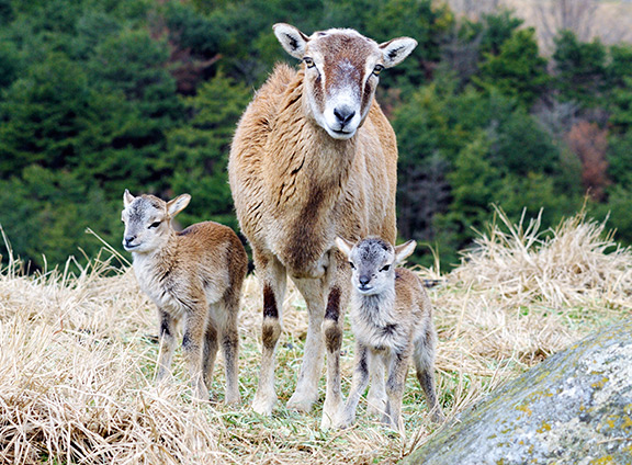 行楽なび 動物の赤ちゃん特集14年4月 3