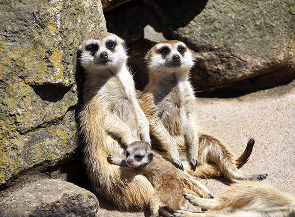 行楽なび 動物の赤ちゃん特集15年5月号 3