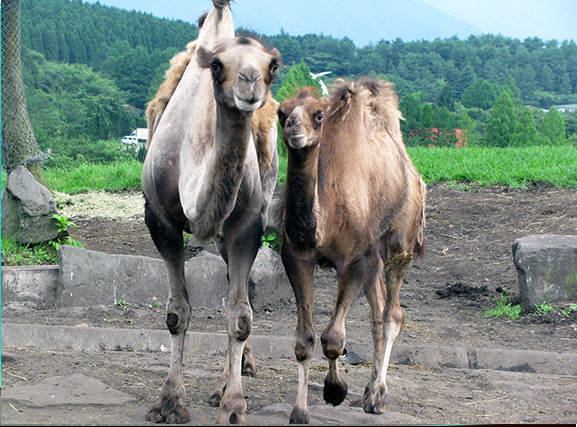 行楽なび 動物の赤ちゃん特集15年9月号 1