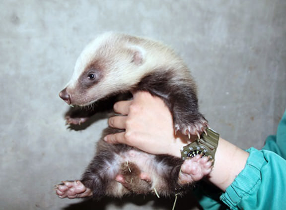 行楽なび 動物の赤ちゃん特集16年7月号 1