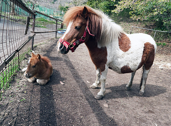 行楽なび-動物の赤ちゃん特集2022年4月号-2